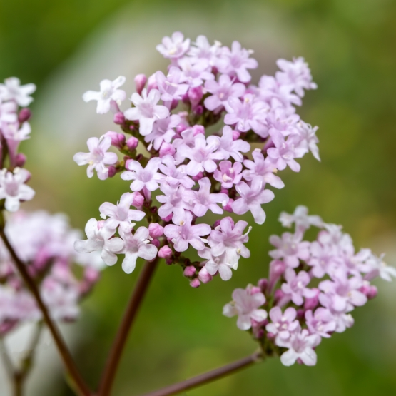 IMMAGINE Valeriana